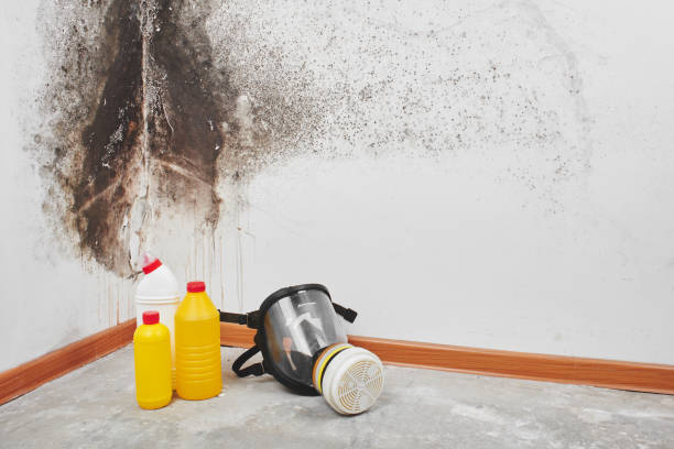 Best Best Mold Removal Companies  in Bourg, LA