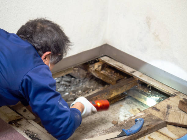 Best Mold Remediation Services  in Bourg, LA