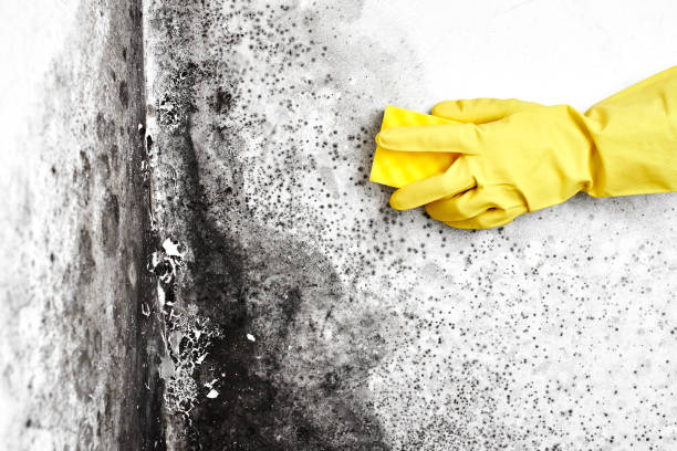Best Black Mold Removal  in Bourg, LA