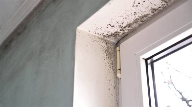 Best Mold Remediation  in Bourg, LA