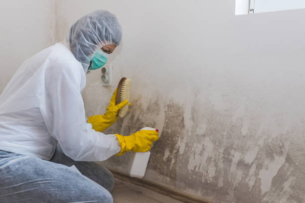 Best Fast Mold Removal  in Bourg, LA
