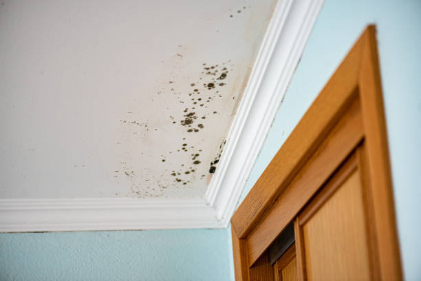 Best Emergency Mold Removal  in Bourg, LA