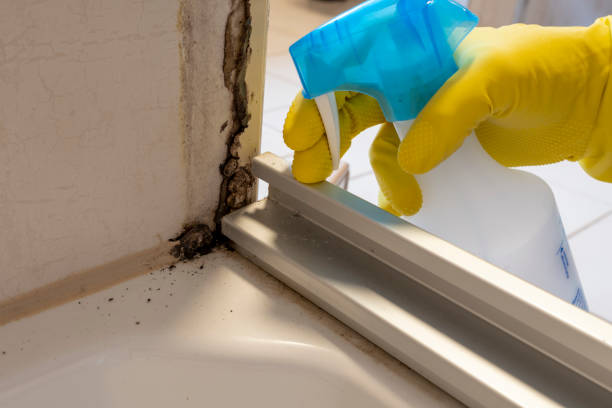 Best Mold Cleaning Services  in Bourg, LA