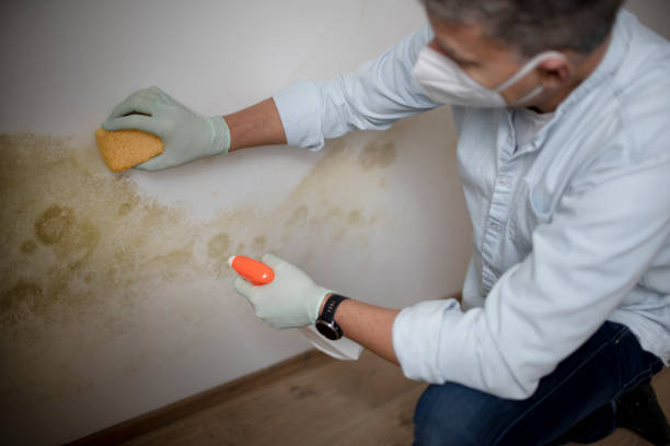 Best Mold Testing  in Bourg, LA