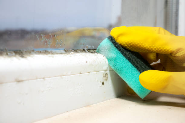 Best Mold Remediation  in Bourg, LA