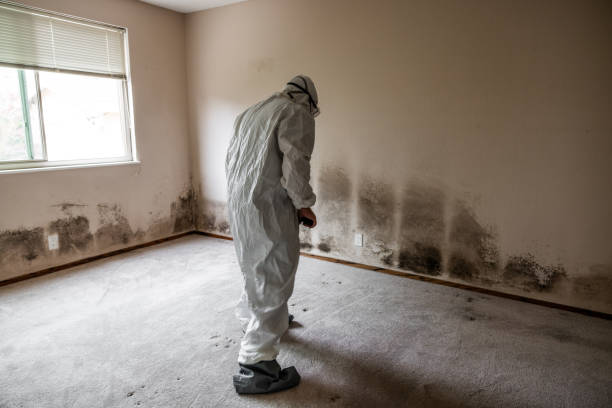 Best Mold Testing  in Bourg, LA