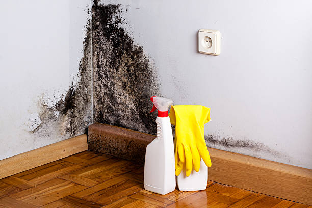 Best Certified Mold Removal  in Bourg, LA