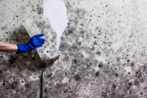 Best Office Mold Removal Services  in Bourg, LA
