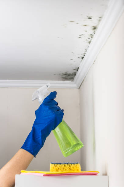 Best Commercial Mold Removal  in Bourg, LA
