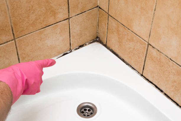 Best Toxic Mold Removal  in Bourg, LA