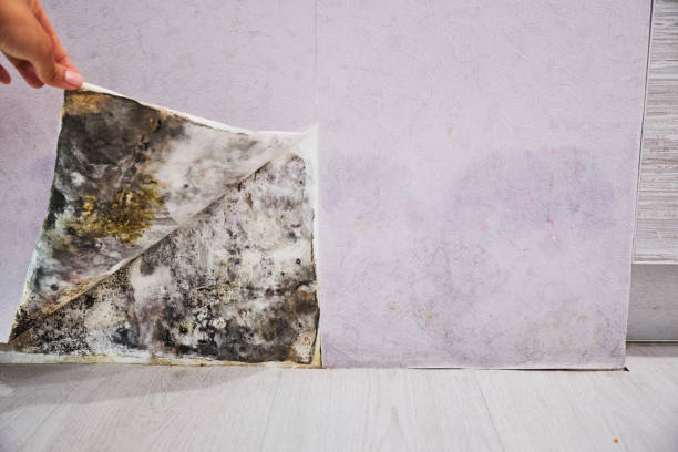 Best Local Mold Removal Service  in Bourg, LA